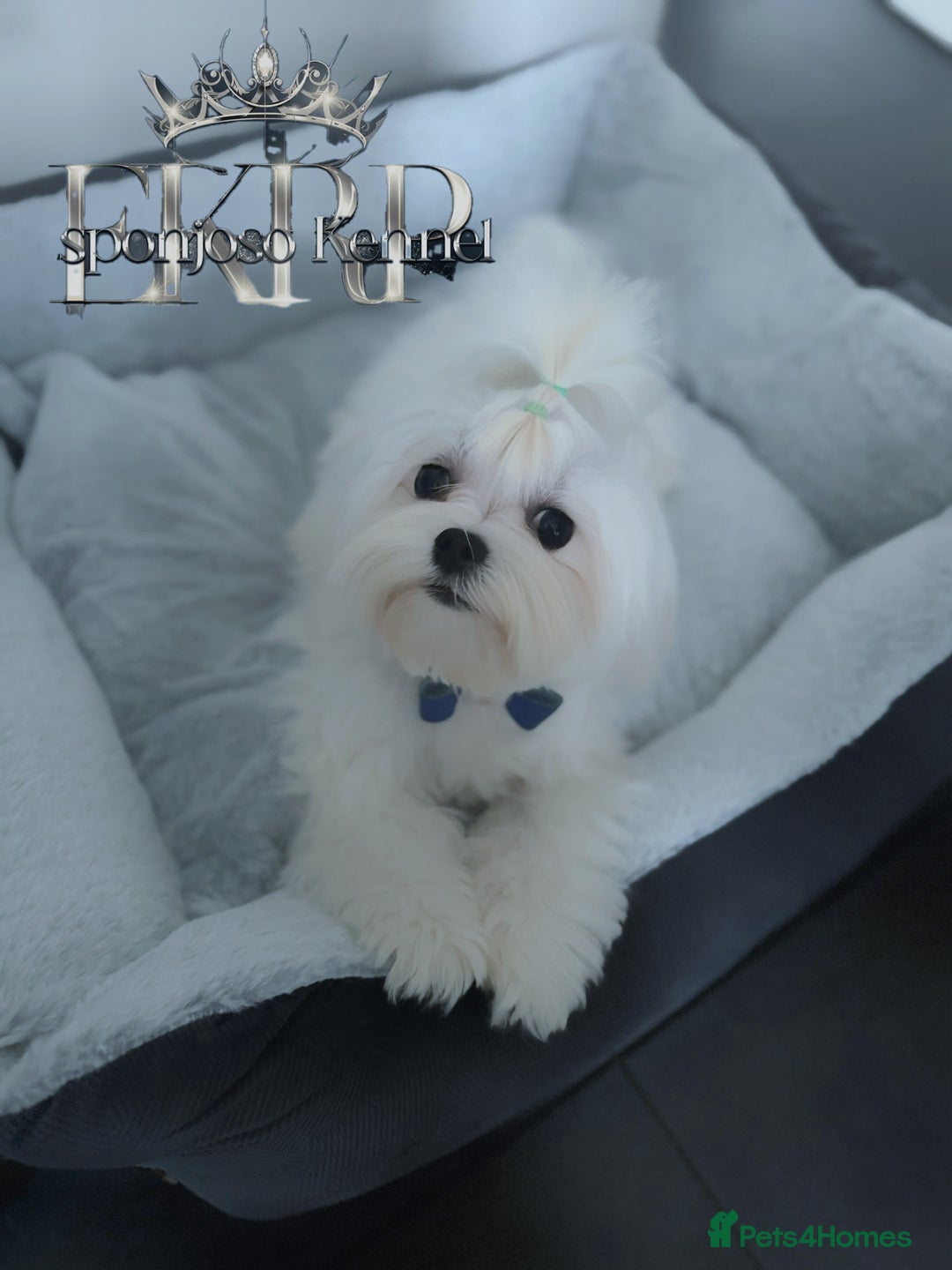 Maltese dogs for stud: ✨Exquisite KC Full Korean Maltese Stud DNA Clear ✨ - Image 9