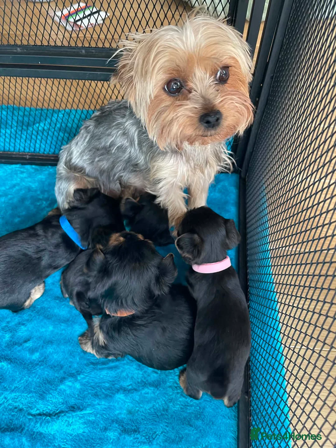 Yorkshire Terrier dogs for sale: Adorable Yorkshire Terrier Puppies 🐾❤️ - Advert 2