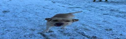 Labrador Retriever dogs for sale: Beautiful Yellow Labrador looking for a new home in Norwich - Advert 3