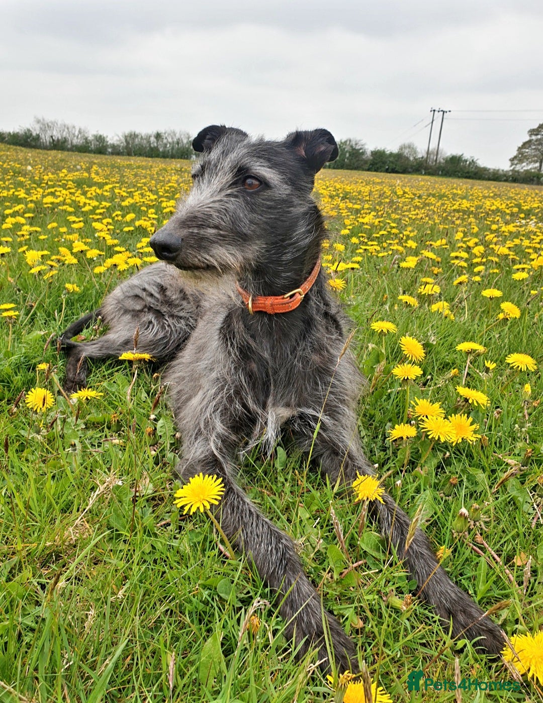 Lurcher dogs Lurcher - Advert 1