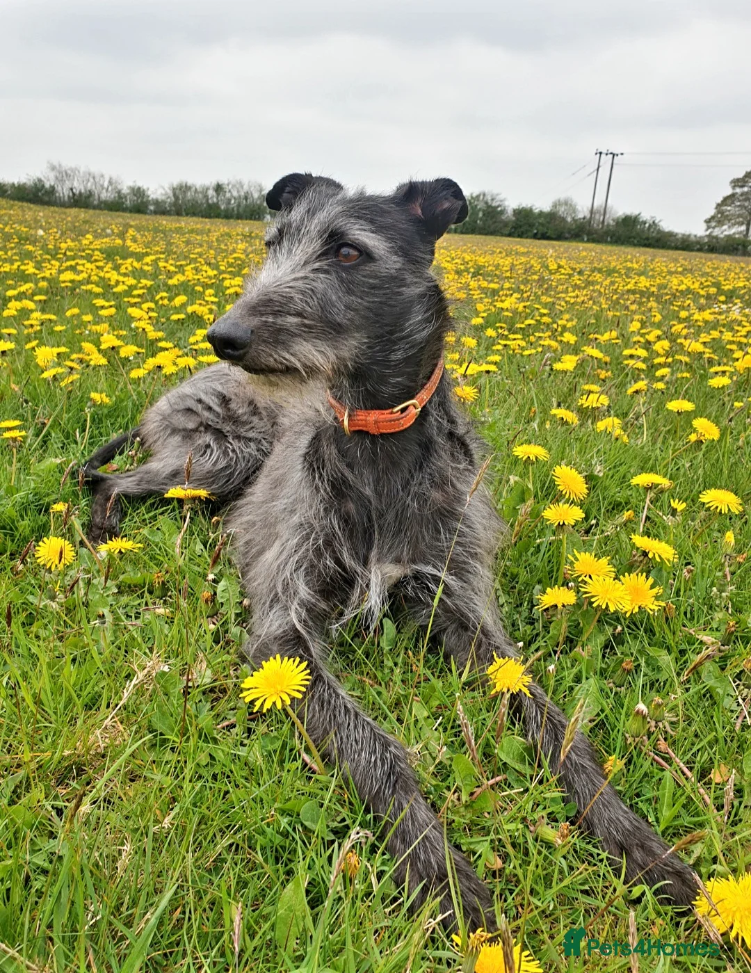 Lurcher dogs for sale: Lurcher - Advert 1