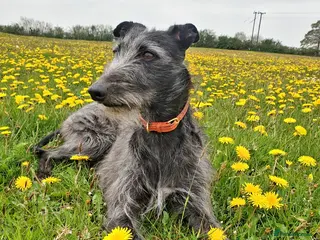 Lurcher dogs Lurcher - Advert 1