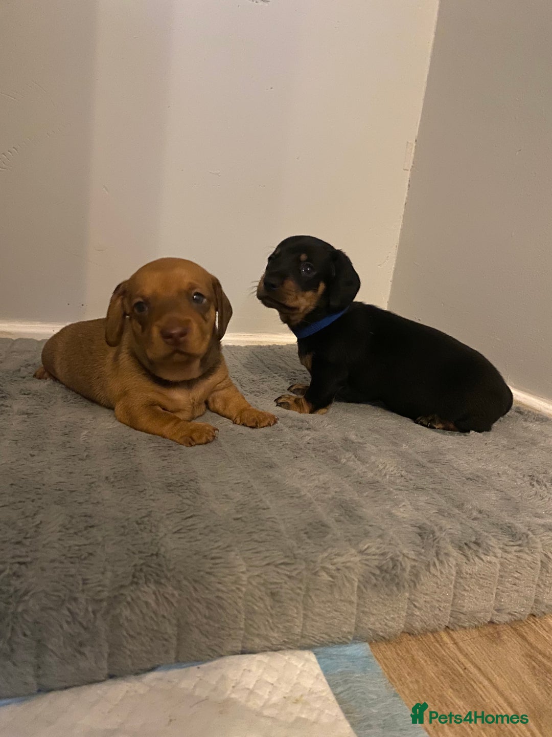 Dachshund dogs for sale: Dachshund puppys - Image 8
