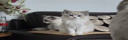 Ragdoll cats for sale: Tica Pedigree Ragdolld in Dalkeith - Advert 4
