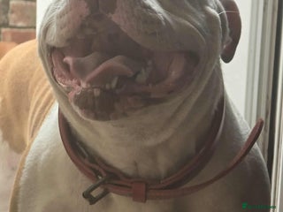 American Bully dogs - Advert 9
