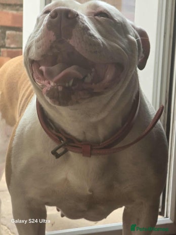 American Bully dogs - Advert 11