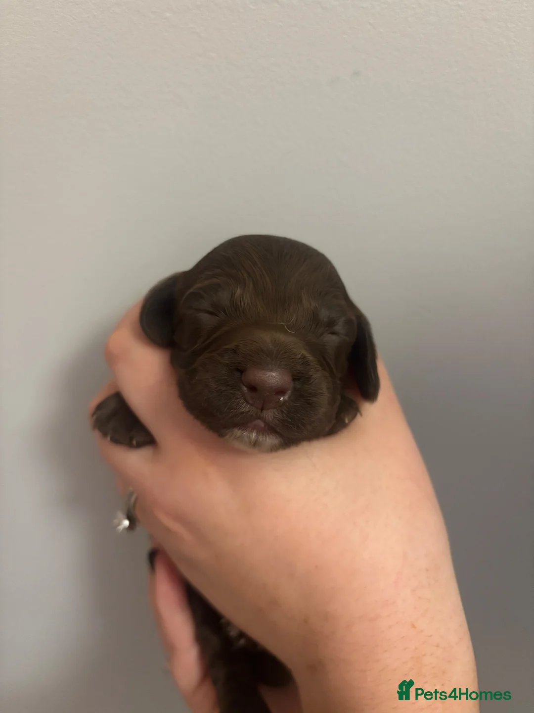 Cocker Spaniel dogs for sale: Cocker Spaniel Puppies in Peterculter - Advert 2