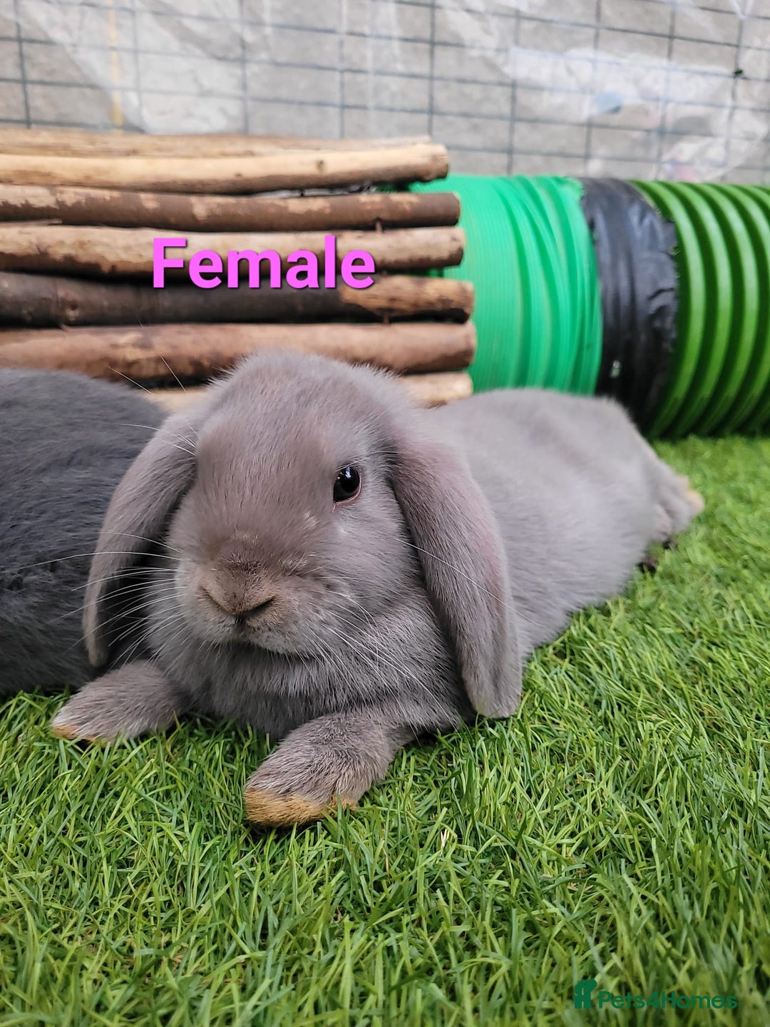 Mini Lop rabbits for sale: Beautiful Mini Lops - READY TO LEAVE - Image 2