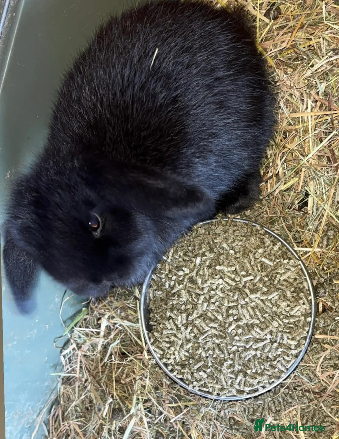 Mini Lop rabbits for sale: Baby mini lop rabbits  - Advert 6