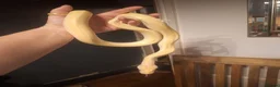 Snake reptiles for sale: Granite albino 50% dwarf burmese - Advert 2