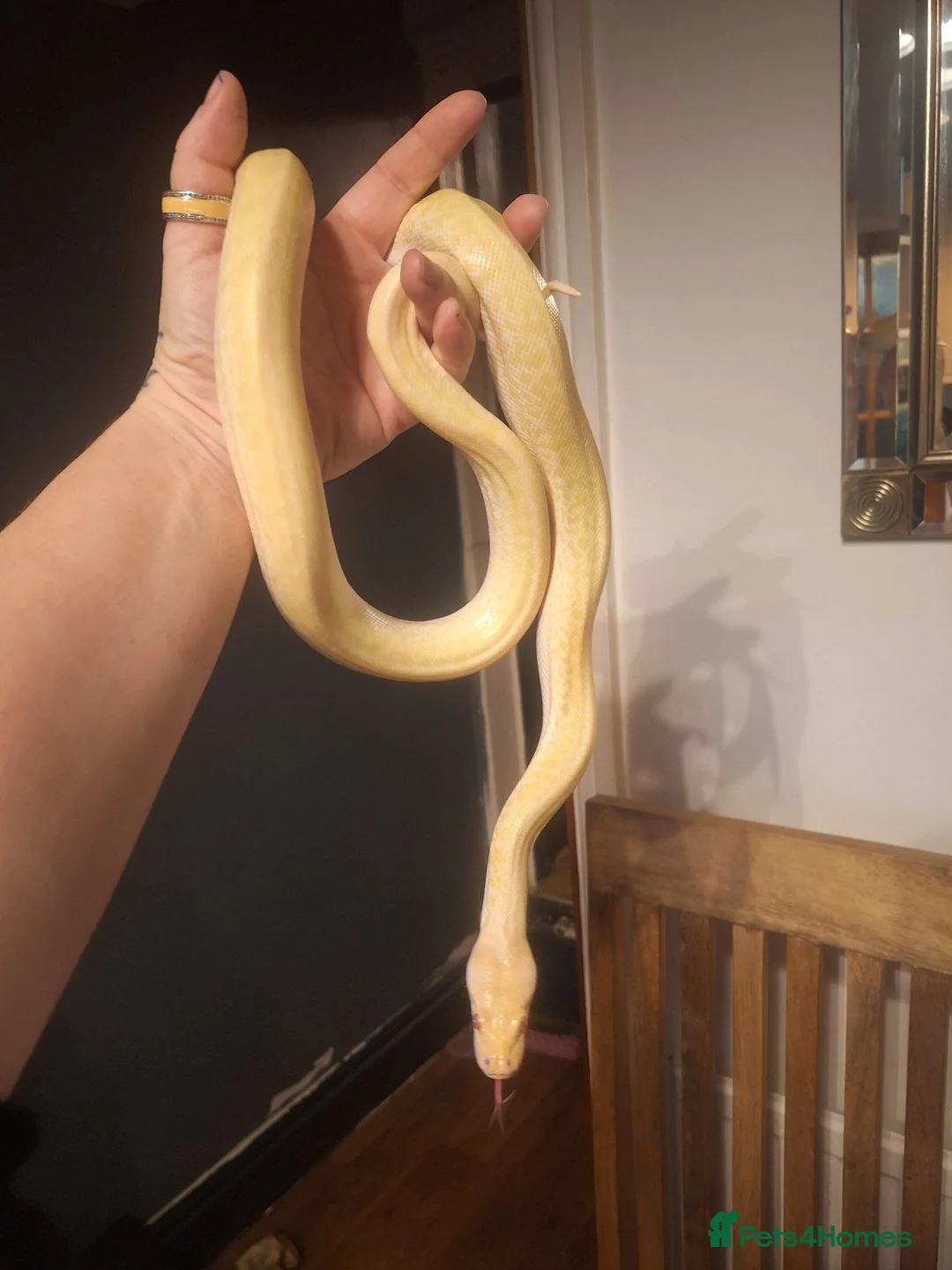 Snake reptiles for sale: Granite albino 50% dwarf burmese - Advert 2
