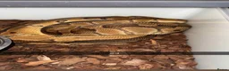 Python Snake reptiles for sale: Royal pythons  - Advert 22