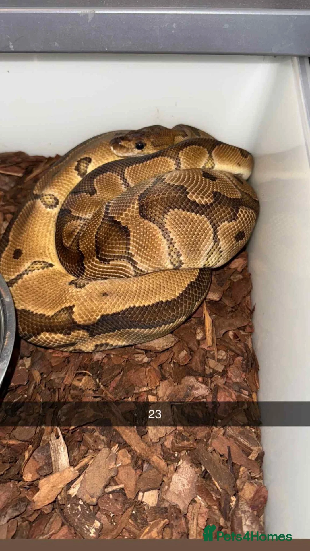 Python Snake reptiles for sale: Royal pythons  - Advert 22