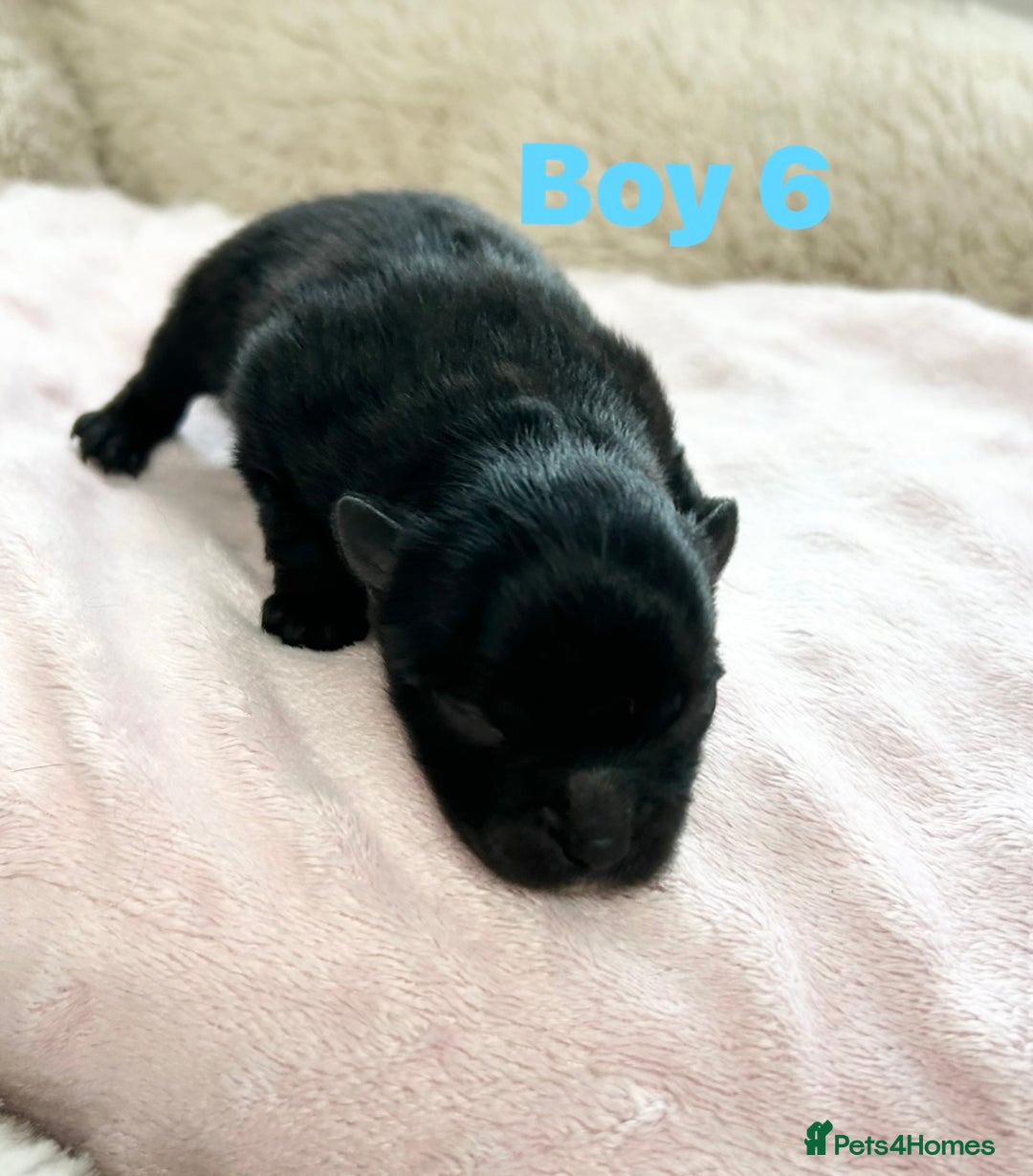 Pomeranian dogs for sale: Purebred fluffy Pomeranian puppies mum Russian! - Advert 19