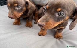 Miniature Dachshund dogs for sale: Miniature dachshunds - Image 30