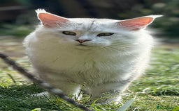 Maine Coon cats for sale: Outstanding Blue Silver Shaded Maine Coon Kittens - Image 25