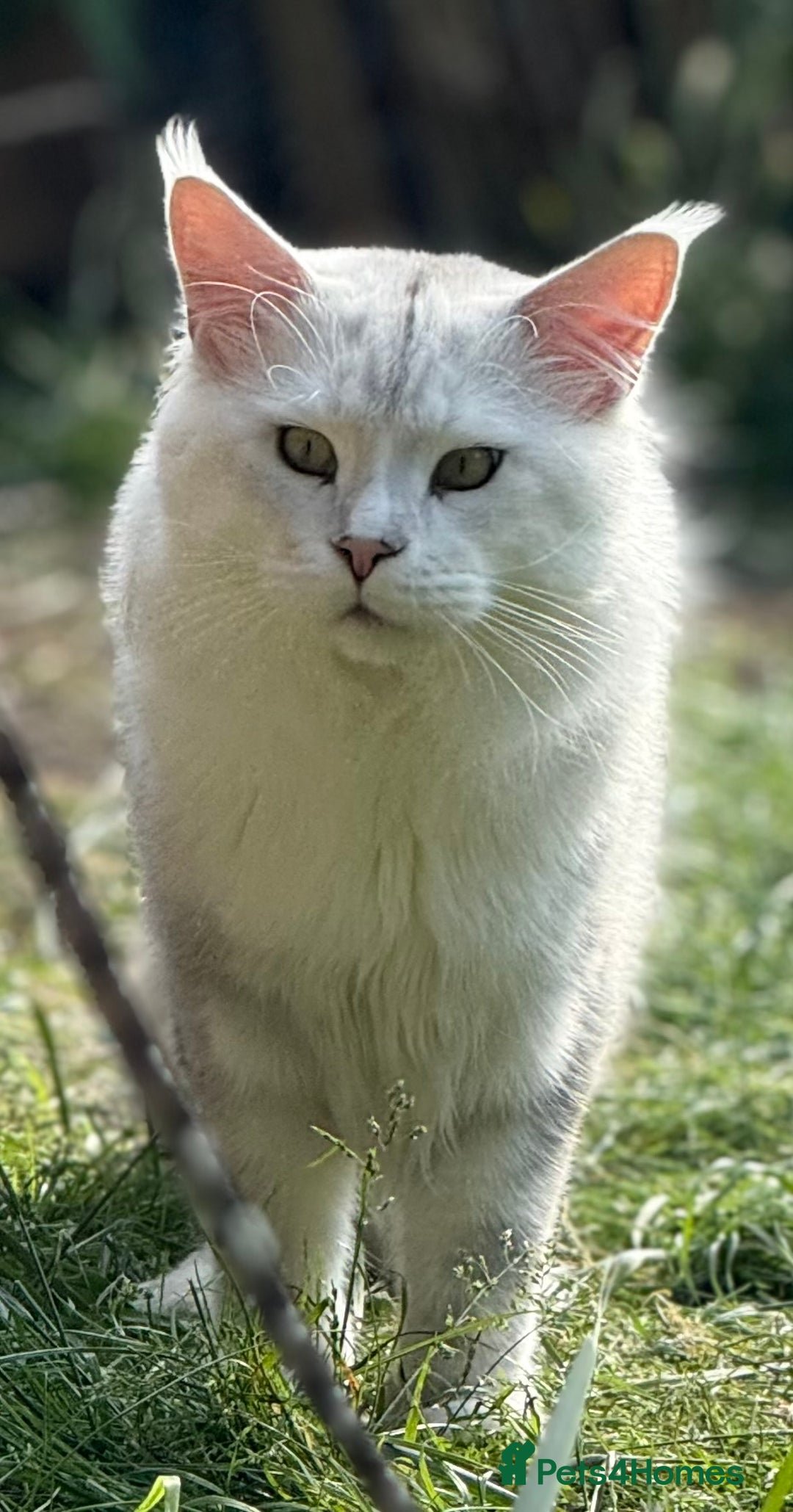 Maine Coon cats for sale: Outstanding Blue Silver Shaded Maine Coon Kittens - Image 25