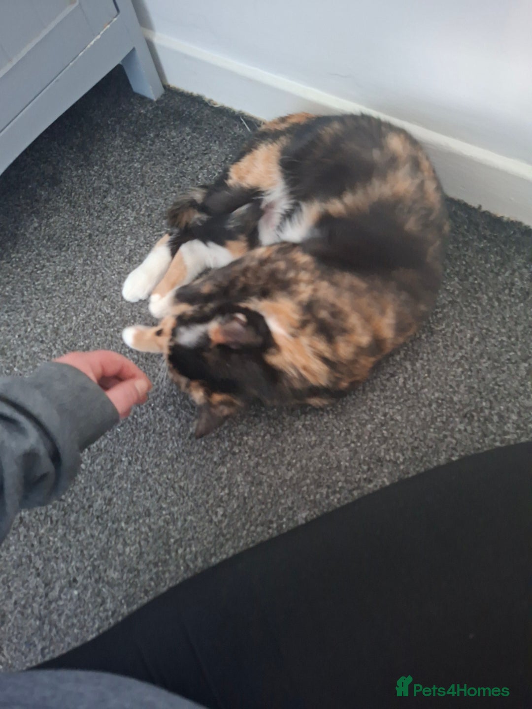 Domestic Shorthair cats for sale: Male and female - Advert 13