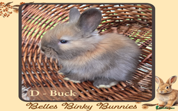 Angora rabbits for sale: 🧡 Pure Bred Angora Babies 🧡 For Reserve - Image 4