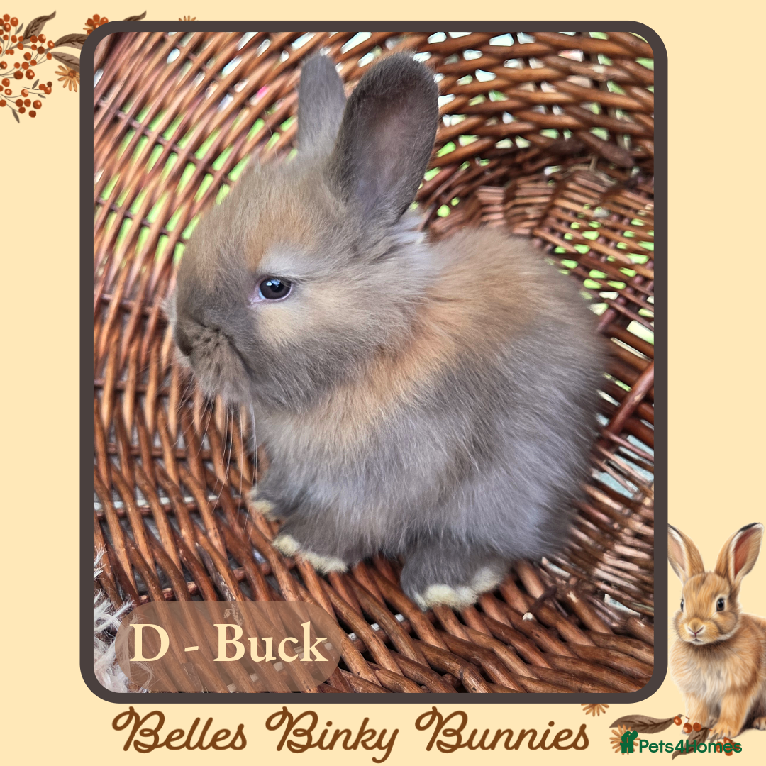 Angora rabbits for sale: 🧡 Pure Bred Angora Babies 🧡 For Reserve - Image 4
