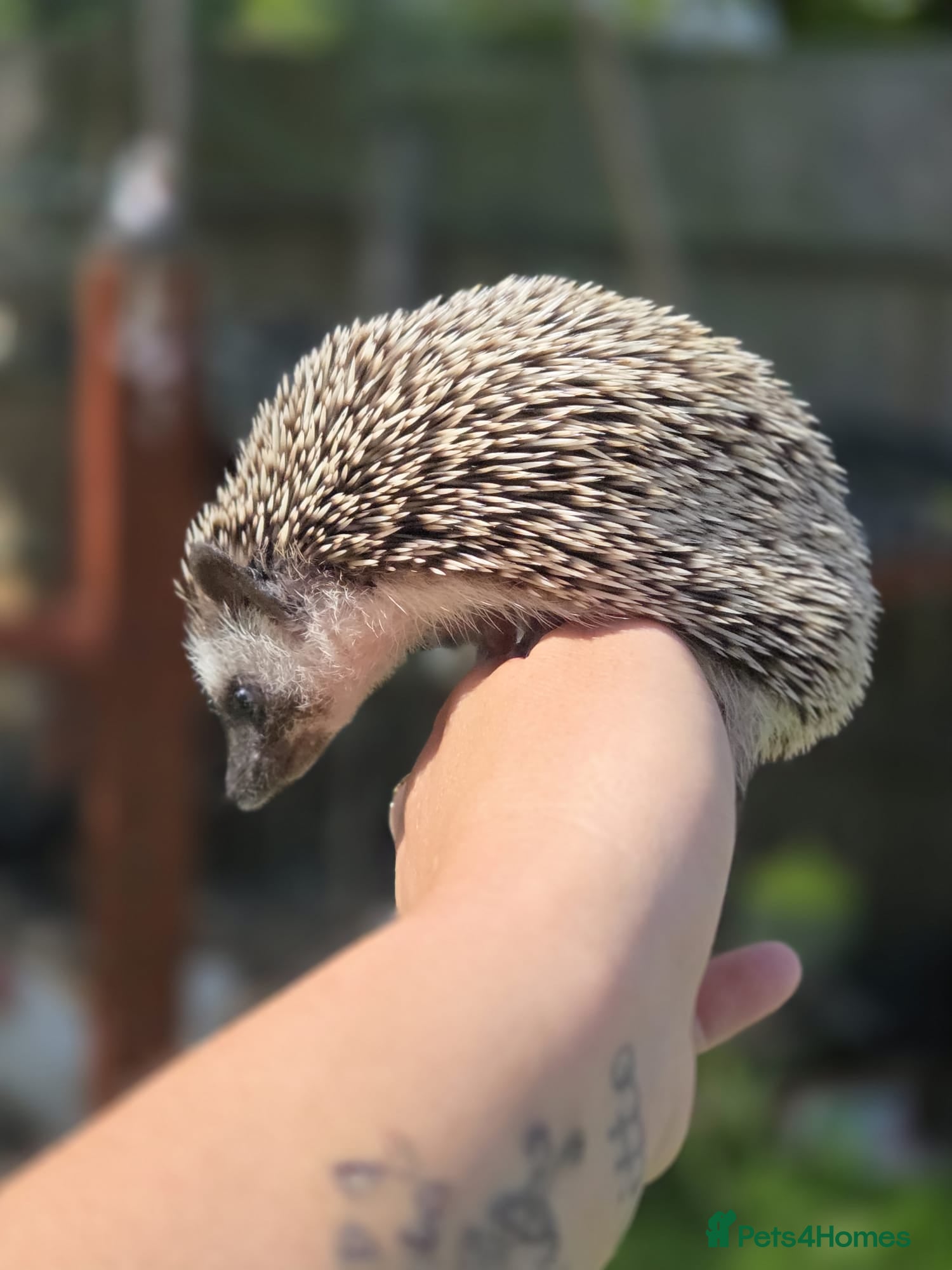 Pygmy Hedgehog rodents African pygmy hedgehog snowflake - Advert 14