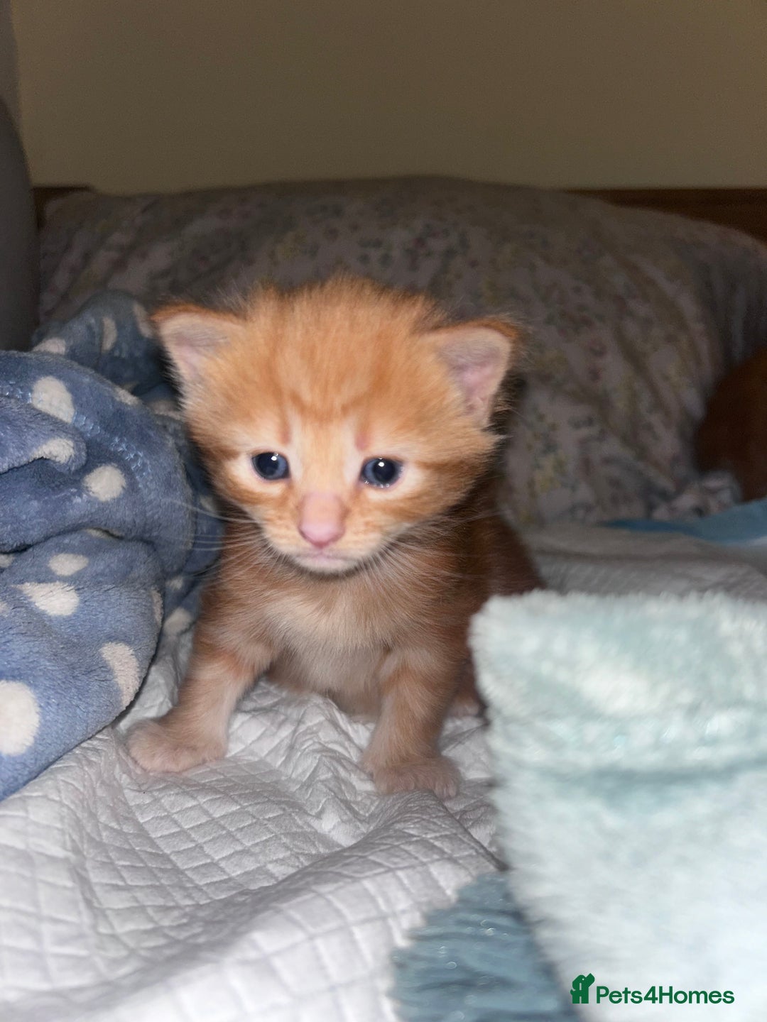 British Longhair cats for sale: Ginger British long hair male kitten - Advert 7