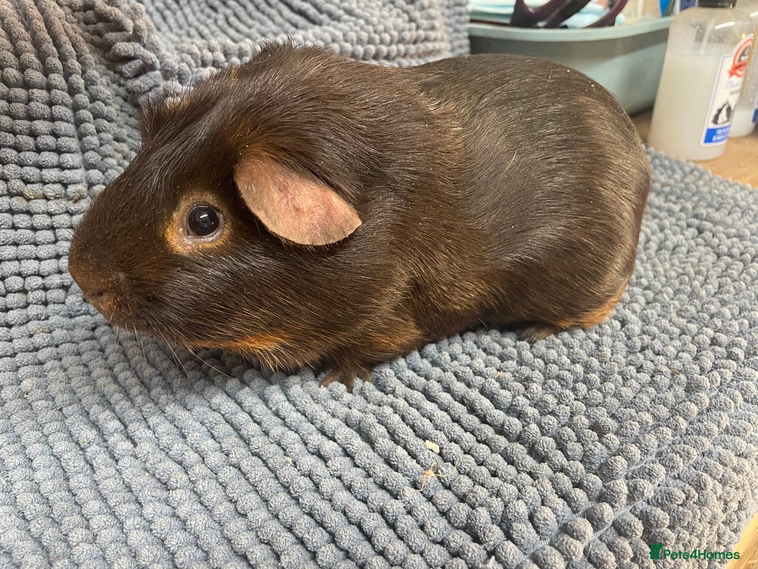 Guinea Pig rodents for sale: Two Beautiful Chocolate Tan Boys - Advert 3