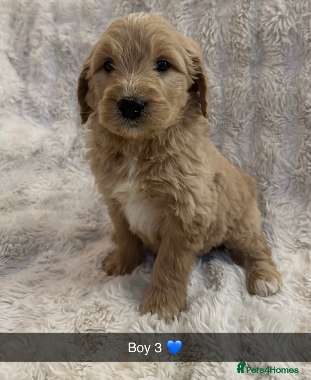Goldendoodle dogs for sale: Beautiful golden doodles  - Advert 10