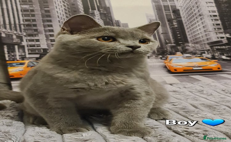 British Shorthair cats - Advert 12