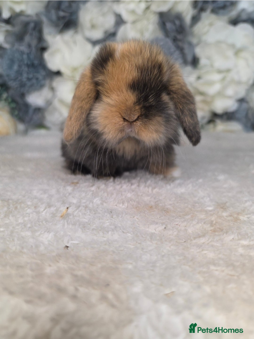 Mini Lop rabbits 🐰 Stunning Mini Lop Babies Ready from 29th June - Advert 1