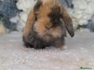 Mini Lop rabbits for sale: 🐰 Stunning Mini Lop Babies Ready from 29th June - Advert 1