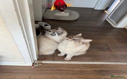 Ragdoll cats for sale: 3 Pure Ragdoll kittens and their mum  - Image 9