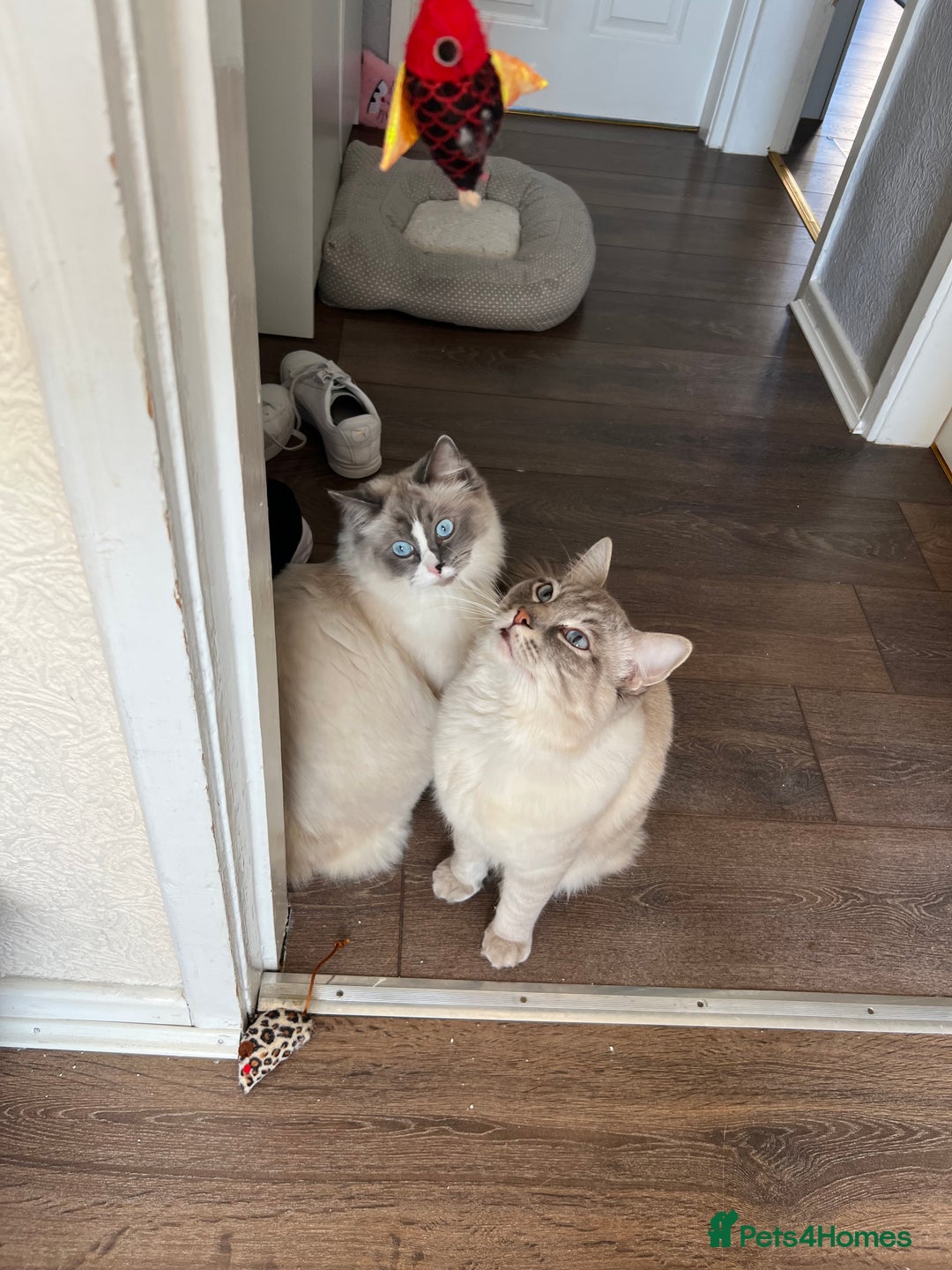 Ragdoll cats for sale: 3 Pure Ragdoll kittens and their mum  - Image 9