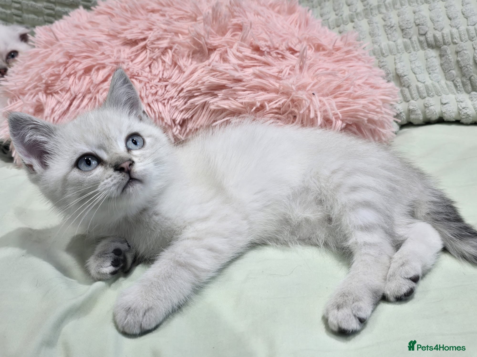 Scottish Fold cats for sale: READY SCOTTISH FOLD KITTENS (URGENT) - Advert 26