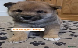 Japanese Shiba Inu dogs for sale: Shiba Inu – 5 Puppies  - Advert 16