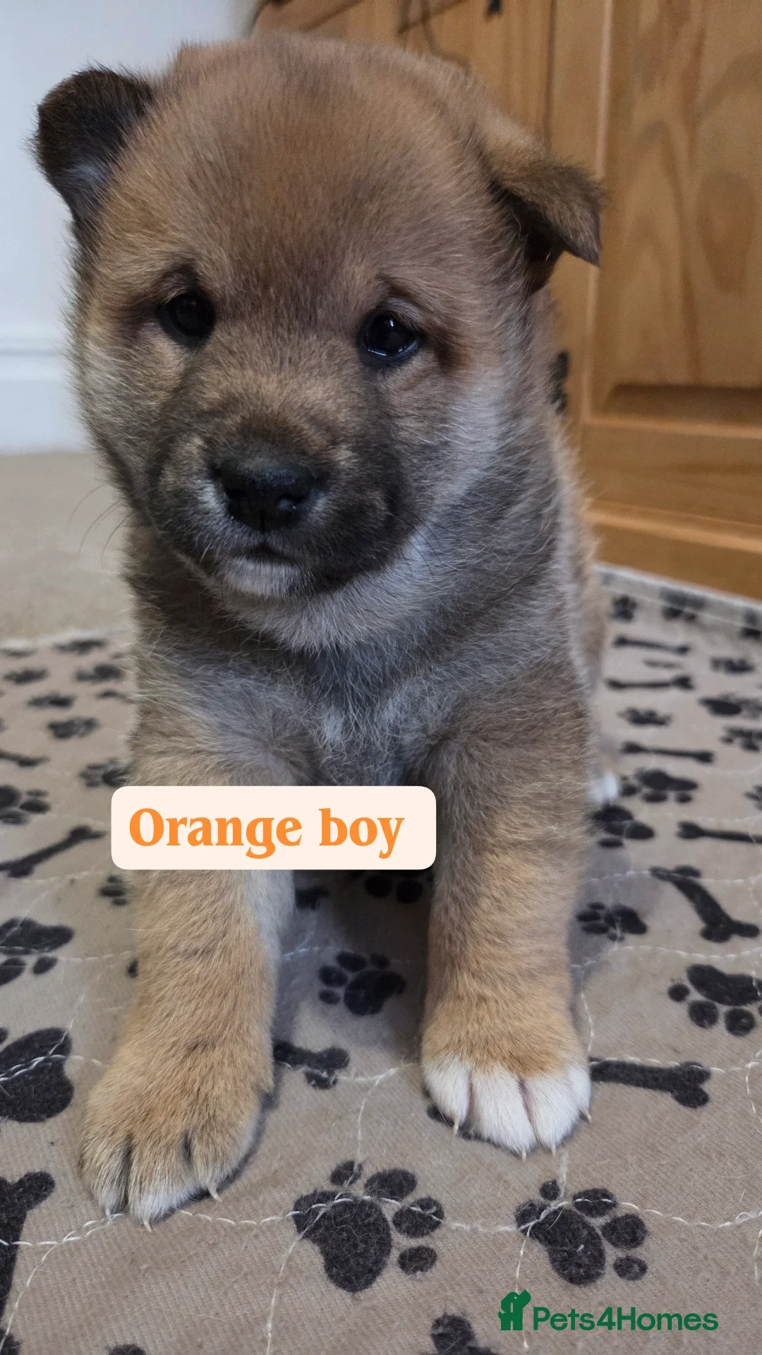 Japanese Shiba Inu dogs for sale: Shiba Inu – 5 Puppies  - Advert 16