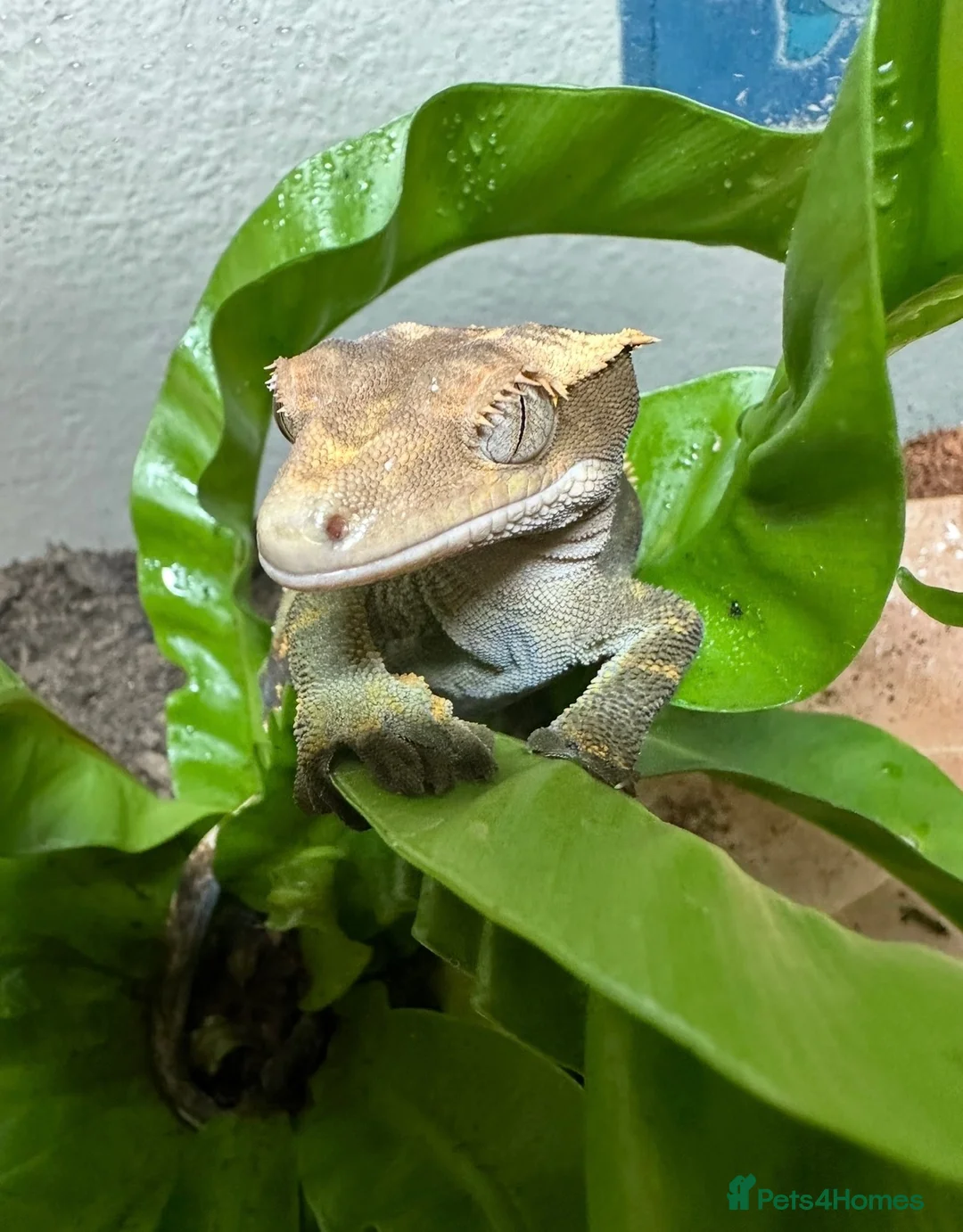 Gecko reptiles for sale: 4 Year Old Female Crested Gecko  in Peterborough - Advert 2