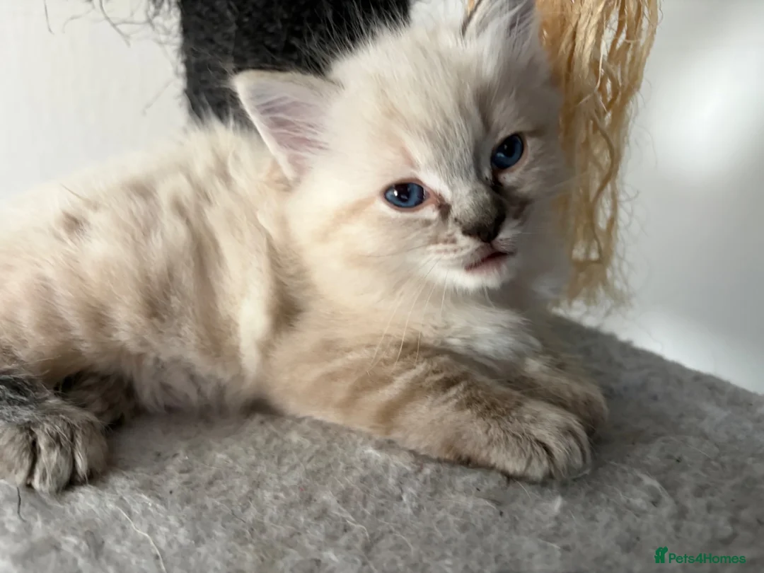 Ragdoll cats for sale: Beautiful ragdoll girls!  - Advert 20