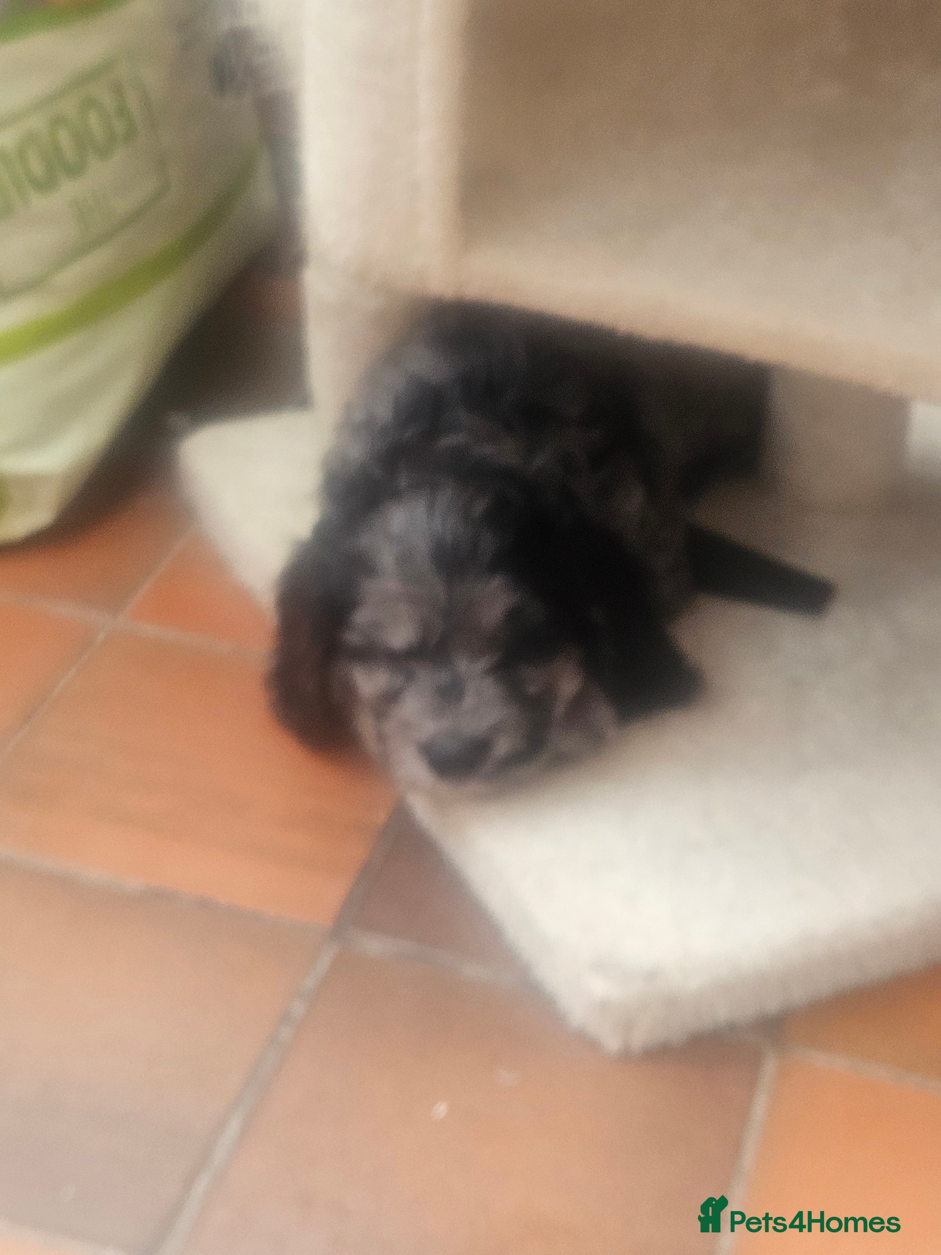 Cockapoo dogs Beautiful Litter of Stunning Cockerpoo Puppies - Advert 2