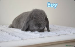 Mini Lop rabbits for sale: Beautiful pure mini lop bunnies  - Image 12