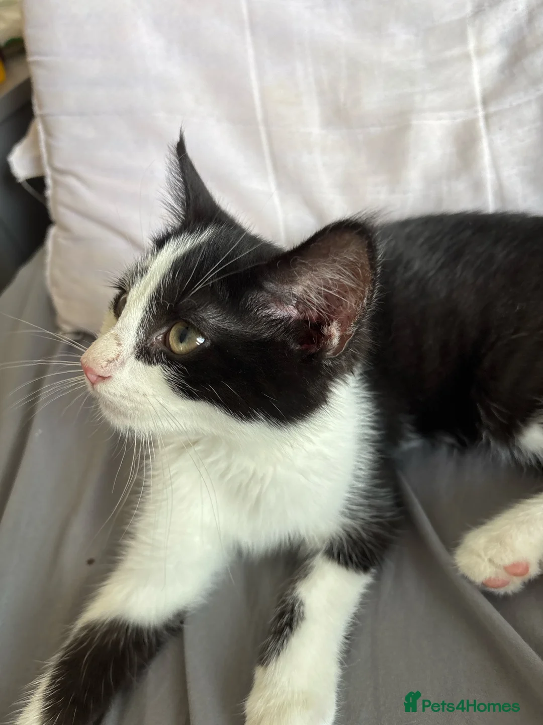 Mixed Breed cats for sale: 4 month old kitten need new home asap in Birmingham - Advert 4