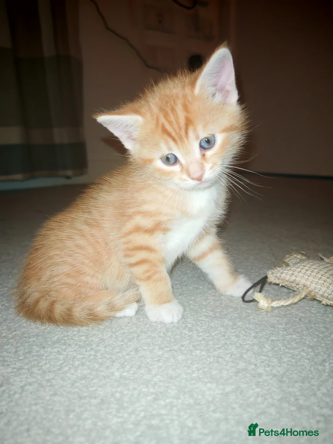 Mixed Breed cats for sale: 4 kittens  in Basingstoke - Advert 2
