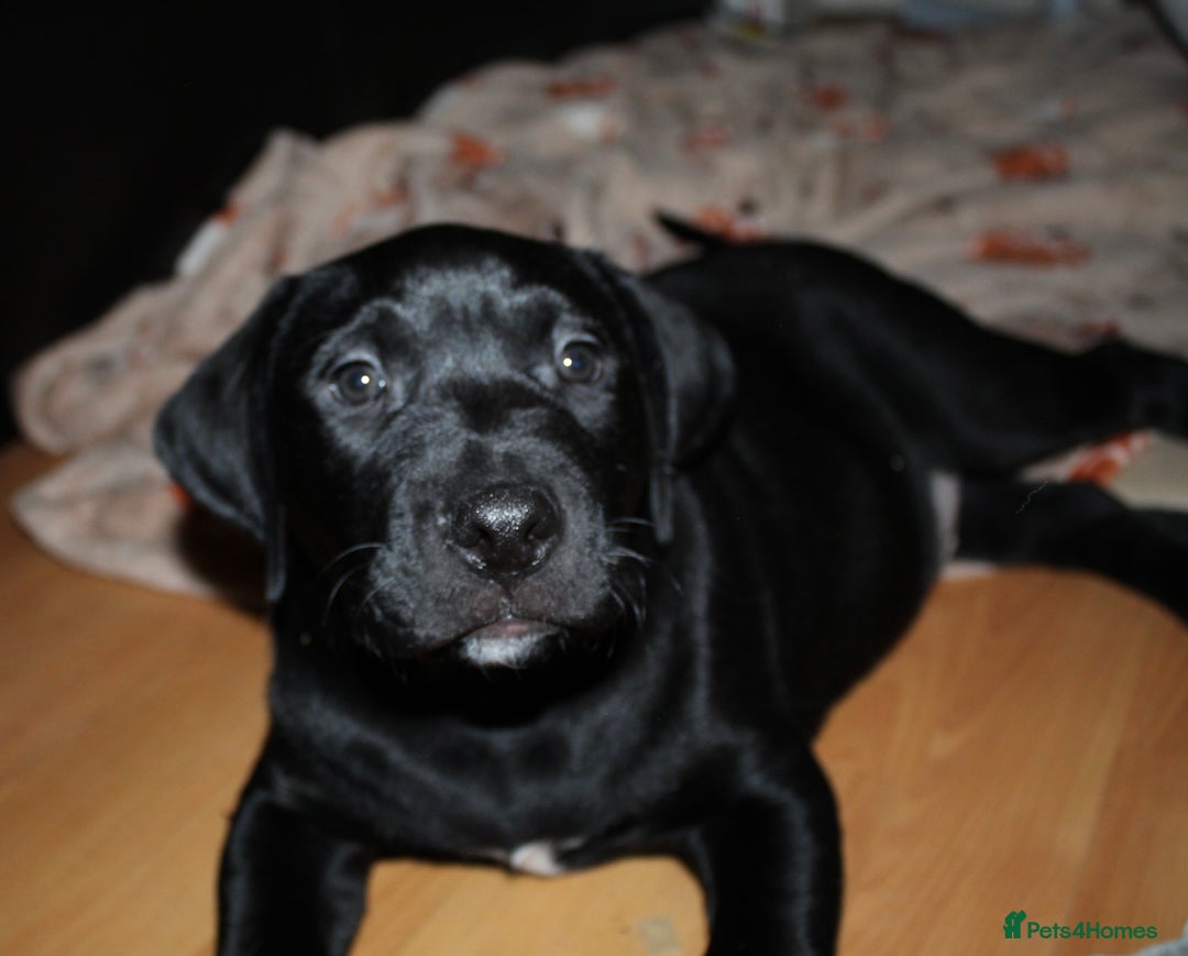 Mixed Breed dogs for sale: Labrador X pups 2 girls left !  - Advert 3
