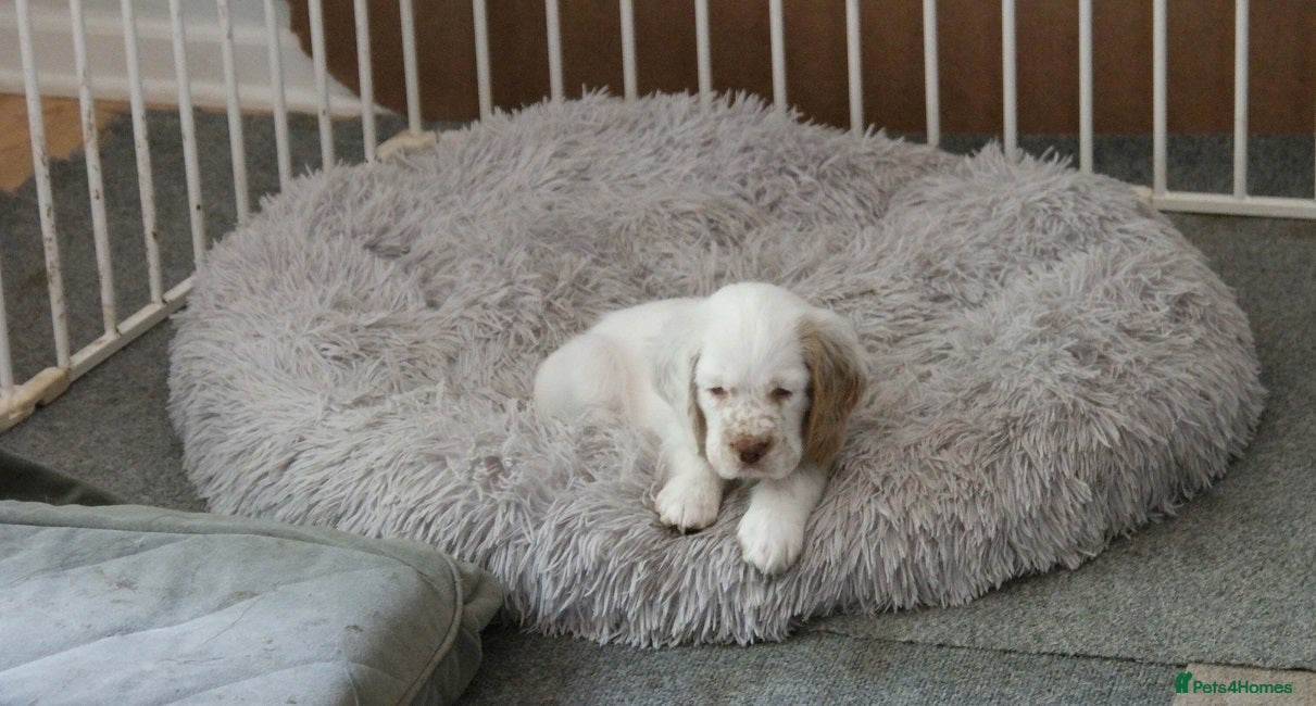 Clumber Spaniel dogs Healthy Clumber Spaniel Puppies Available - Advert 1