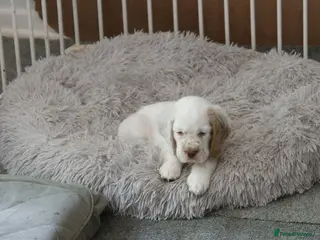 Clumber Spaniel dogs Healthy Clumber Spaniel Puppies Available - Advert 1
