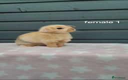 Mini Lop rabbits for sale: Male and female mini lops  - Image 11