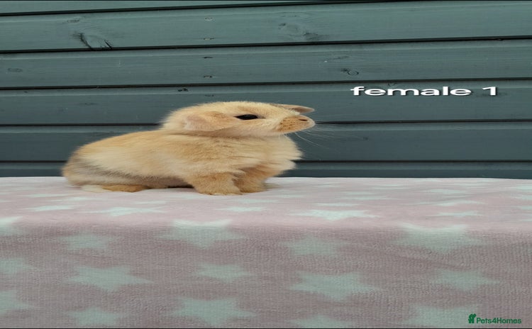 Mini Lop rabbits - Advert 2