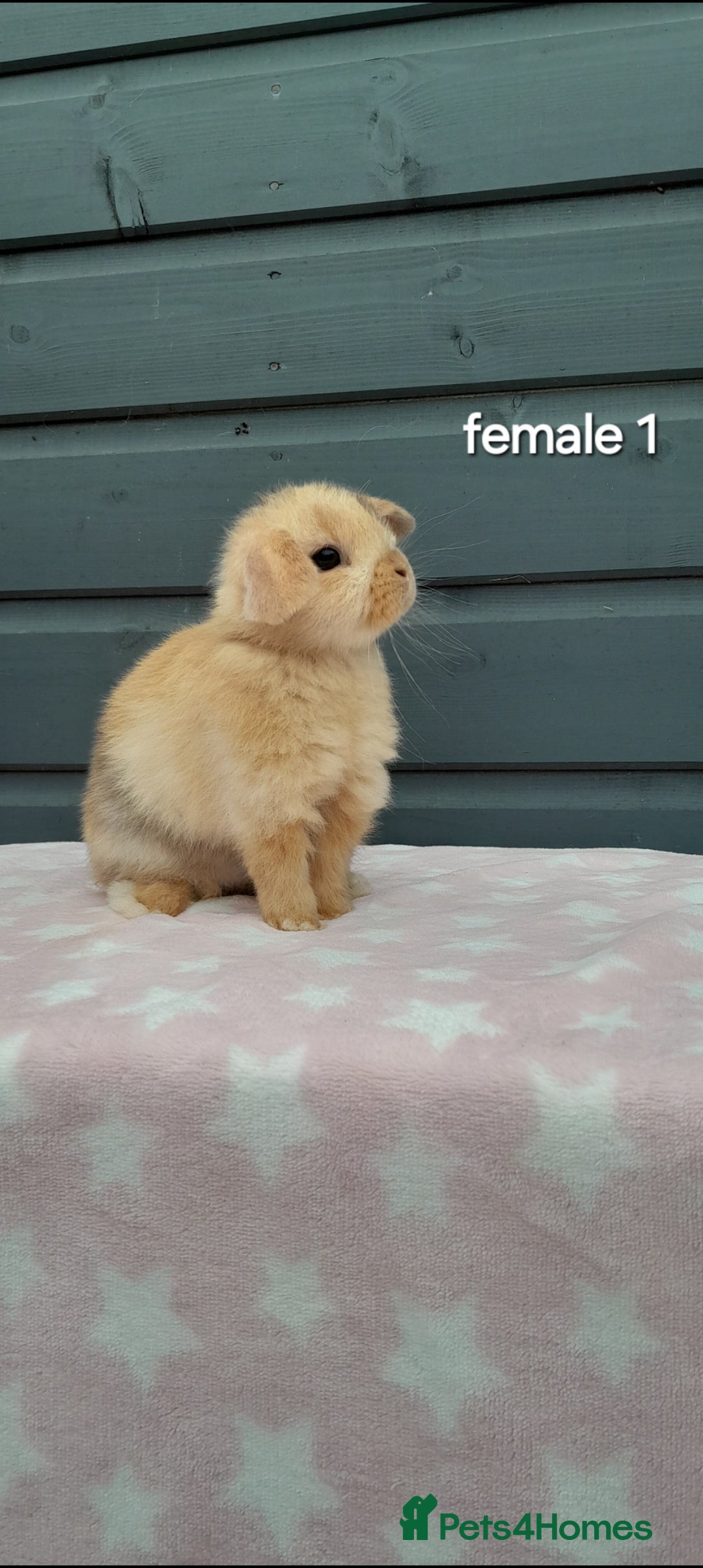 Mini Lop rabbits for sale: Male and female mini lops  - Image 11