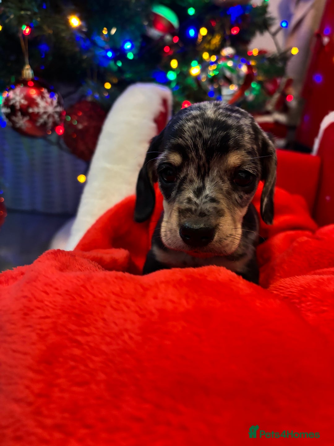 Miniature Dachshund dogs for sale: KC Registered Miniature dachshund  - Advert 13