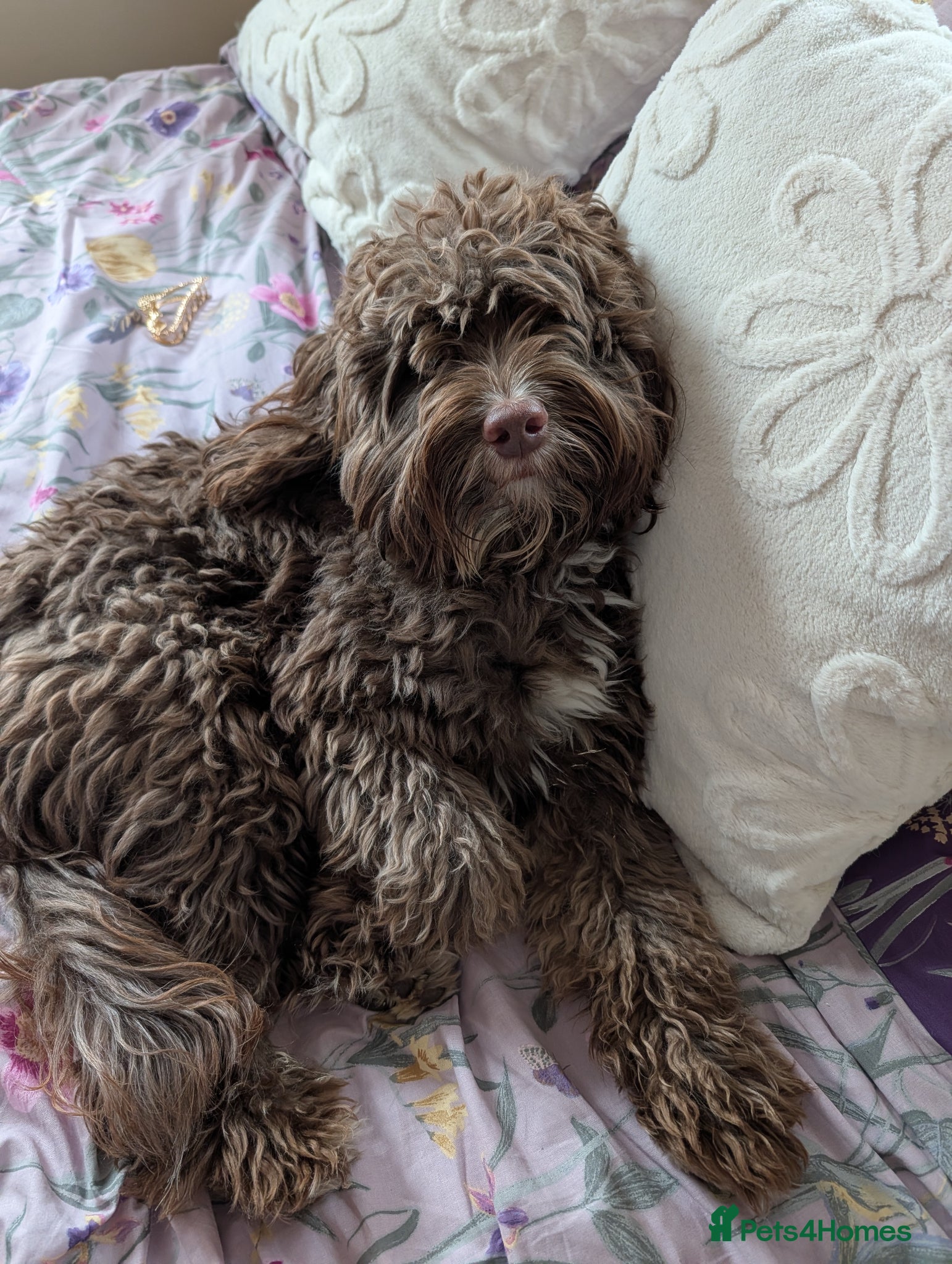 Cockapoo dogs Meet Rocket a 2 Year Old Cockerpoo  - Advert 2